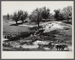 Fish-rearing pond dam construction. Waterloo project, Michigan.