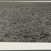 Field of wheat, 8 miles west of Dickinson, North Dakota on Route 10.