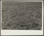 Field of wheat, 8 miles west of Dickinson, North Dakota on Route 10.