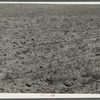 Field of wheat, 8 miles west of Dickinson, North Dakota on Route 10.