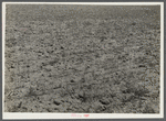 Field of wheat, 8 miles west of Dickinson, North Dakota on Route 10.