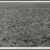 Field of wheat, 8 miles west of Dickinson, North Dakota on Route 10.