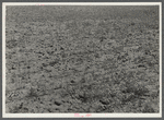Field of wheat, 8 miles west of Dickinson, North Dakota on Route 10.