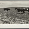 Cattle grazing on field of stunted wheat and Russian thistle, 19 miles west of Dickinson, North Dakota.
