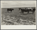 Cattle grazing on field of stunted wheat and Russian thistle, 19 miles west of Dickinson, North Dakota.