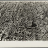 Closeup of barley, should be three times the height of the hat under normal conditions. [North Dakota?]