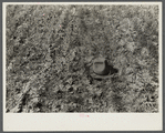 Closeup of barley, should be three times the height of the hat under normal conditions. [North Dakota?]