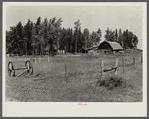 Abandoned farm since last fall. Old pair of wheels in foreground. Beltrami Island reforestation project, Minnesota.