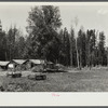 The Cornelius stable covered with manure. Note the rough corral on the right. Beltrami Island reforestation project, Minnesota.