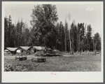 The Cornelius stable covered with manure. Note the rough corral on the right. Beltrami Island reforestation project, Minnesota.