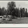 The Cornelius stable covered with manure. Note the rough corral on the right. Beltrami Island reforestation project, Minnesota.