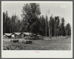The Cornelius stable covered with manure. Note the rough corral on the right. Beltrami Island reforestation project, Minnesota.