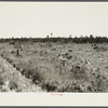 Cut-over land, now in the process of reseeding by state forest service. Planted about February 1, 1936. Beltrami Island reforestation project, Minnesota.