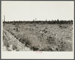 Cut-over land, now in the process of reseeding by state forest service. Planted about February 1, 1936. Beltrami Island reforestation project, Minnesota.
