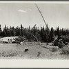 Abandoned sawmill located one mile from fine stand of Norway pine. Beltrami Island reforestation project, Minnesota.