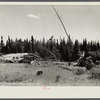Abandoned sawmill located one mile from fine stand of Norway pine. Beltrami Island reforestation project, Minnesota.