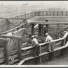 View of loading cattle. Medora, North Dakota.