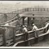 View of loading cattle. Medora, North Dakota.