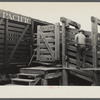Loading cattle at Medora, North Dakota.