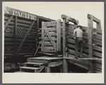 Loading cattle at Medora, North Dakota.