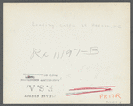Loading cattle at Medora, North Dakota.