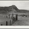 Driving herds of cattle to the main corral at Medora, North Dakota.
