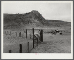 Driving herds of cattle to the main corral at Medora, North Dakota.