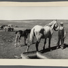 Farmers and stock in drought near Dickinson, North Dakota.