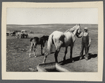 Farmers and stock in drought near Dickinson, North Dakota.