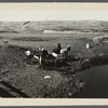 Hauling water for stock near Dickinson, North Dakota.