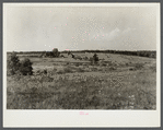 Erosion on farmland. Land under option to Resettlement Administration. Near Farmville, Virginia.