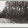 Good stand of short leaf pine fifteen to twenty years old near Farmville, Virginia.