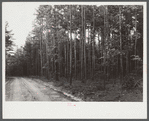 Good stand of short leaf pine fifteen to twenty years old near Farmville, Virginia.