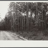 Good stand of short leaf pine fifteen to twenty years old near Farmville, Virginia.