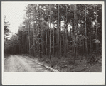 Good stand of short leaf pine fifteen to twenty years old near Farmville, Virginia.