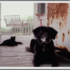 Bailey II, Franklin TN