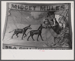 Poster advertising sideshow at the Rutland Fair, Rutland, Vermont.