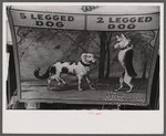 Rutland, Vermont. Poster advertising a sideshow at the Vermont State Fair.
