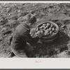 One of the children of William Gaynor, FSA (Farm Security Administration) dairy farmer, picking up potatoes on their farm near Fairfield, Vermont.