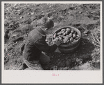 One of the children of William Gaynor, FSA (Farm Security Administration) dairy farmer, picking up potatoes on their farm near Fairfield, Vermont.