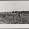 Willian Gaynor and two of his boys going home after an afternoon of picking up potatoes on their farm near Fairfield, Vermont.
