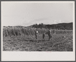 Willian Gaynor and two of his boys going home after an afternoon of picking up potatoes on their farm near Fairfield, Vermont.
