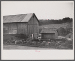 Cows going into the barn early in the morning on the farm of William Gaynor, FSA (Farm Security Administration) dairy farmer, Fairfield, Vermont.