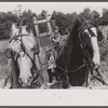 Johnny Gaynor driving a team of horses on the Gaynor farm near Fairfield, Vermont.
