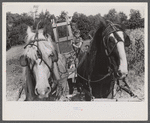 Johnny Gaynor driving a team of horses on the Gaynor farm near Fairfield, Vermont.
