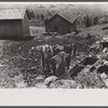 Mr. William Gaynor watering the horses on his farm near Fairfield, Vermont.