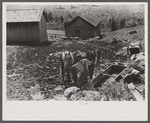 Mr. William Gaynor watering the horses on his farm near Fairfield, Vermont.