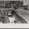 Cleaning out open sewer in Christiansted, St. Croix, Virgin Islands.