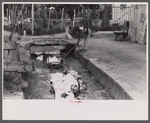 Cleaning out open sewer in Christiansted, St. Croix, Virgin Islands.