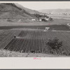 Gyrotiller plowing a sugar field near Guanica, Puerto Rico.